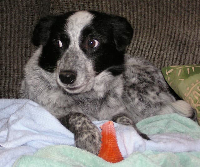 Fearful dogs may have already been identified by shelter staff.