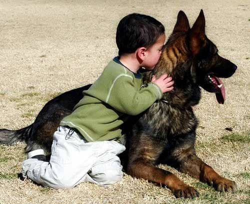 11 Countries Where German Shepherd Dogs Are Banned or Restricted ...