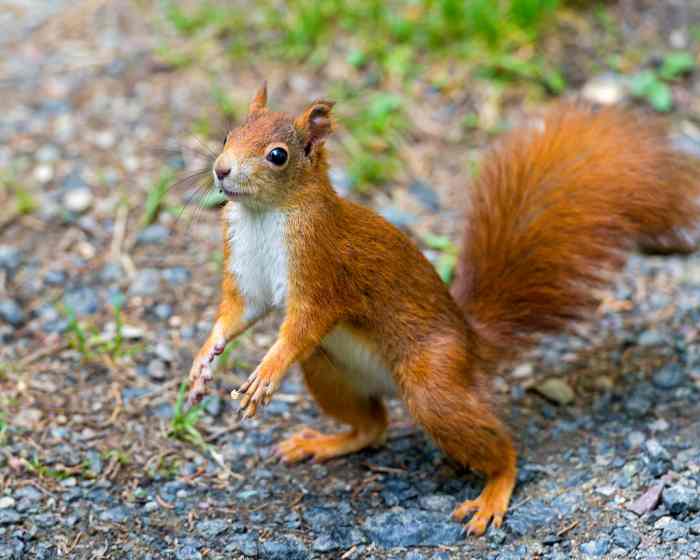 10 Exotic Pets That Are Legal to Own in New Jersey PetHelpful