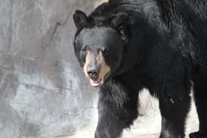 Various species of bear live in the United States, and can threaten chicken coops and other fowl.