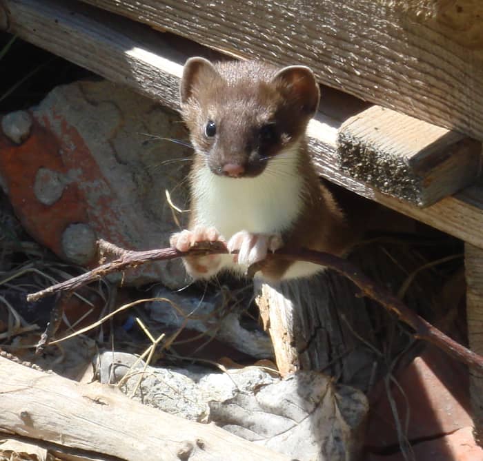 A least weasel, one of many weasel species you may encounter in North America.
