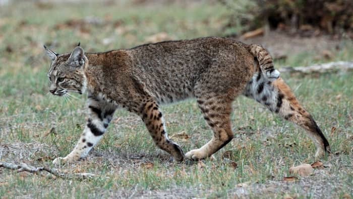 Bobcats are a large feline species native the USA, and occasional chicken predator