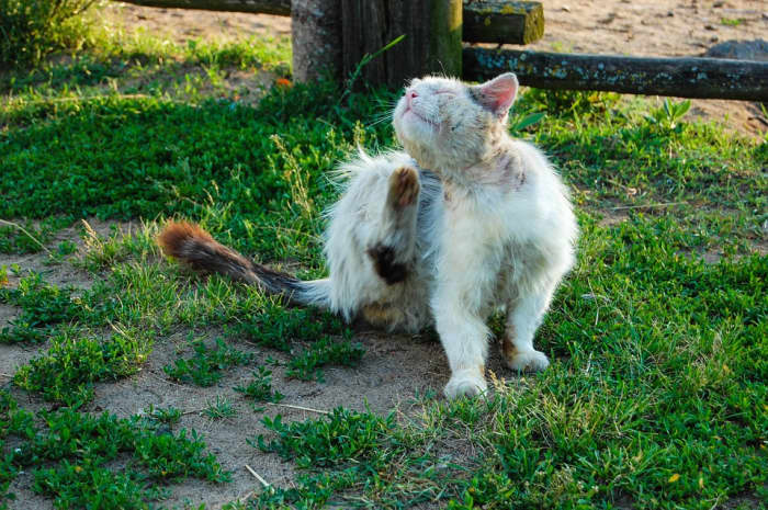 If you get a cat, you may have to deal with flea problems. That means treating both your pet and your house for fleas and their eggs.