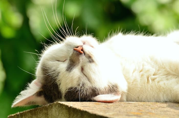 Just because cats spend most of their days asleep doesn't mean you can count on them to be considerate of your sleep schedule.