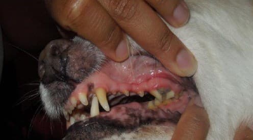 Это фотография сломанного зуба моей собаки и заболевания пародонта. 