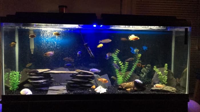 12 Aquarium Tips for Beginners - PetHelpful