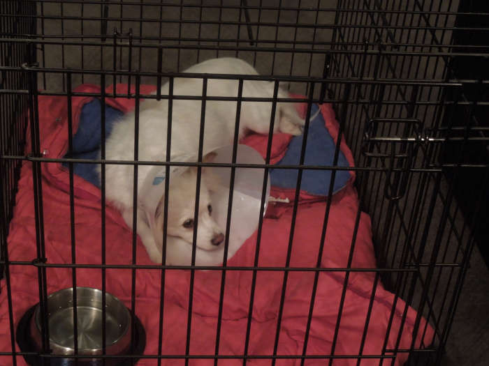 Do Pets Need to Stay Overnight After Neutering or Spaying? PetHelpful