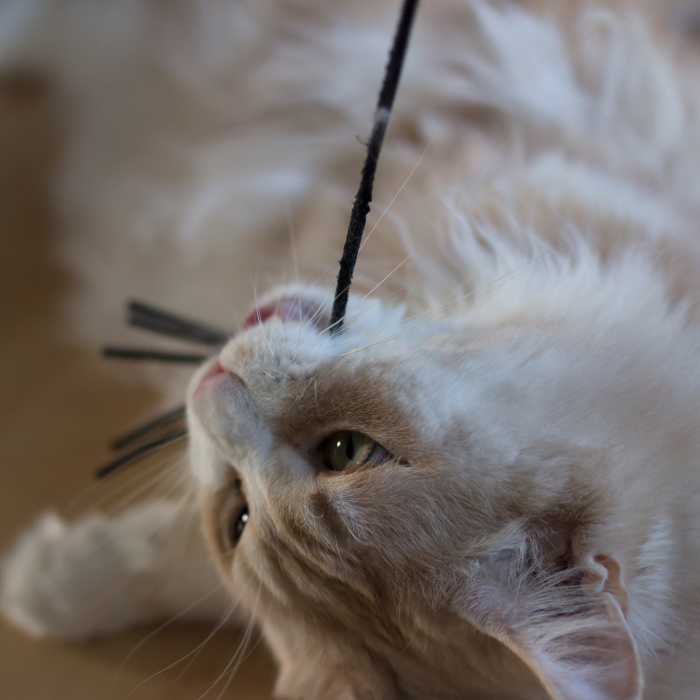 How to Tell if Your Cat Is in Heat and Tips to Calm Her PetHelpful