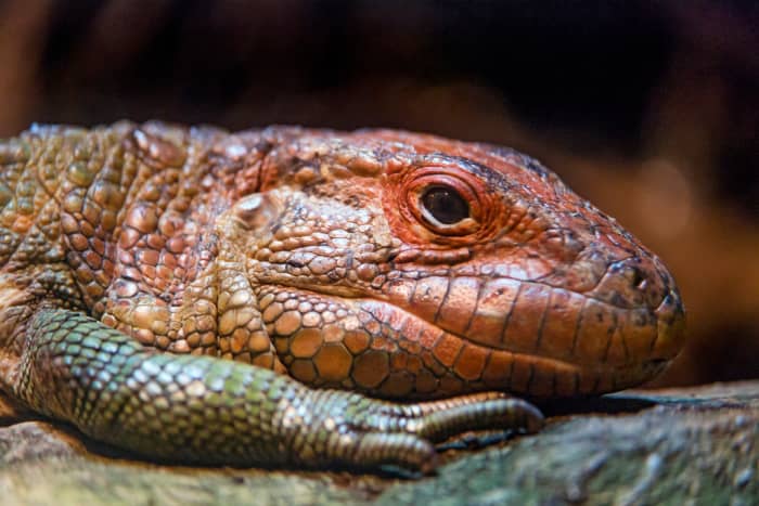 Many exotic pets are illegal because someone thinks they will harm the environment either by escaping and forming invasive populations or introducing diseases.