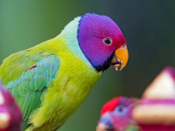 My research has shown that problematic populations of mammals from the exotic pet trade are very rare.