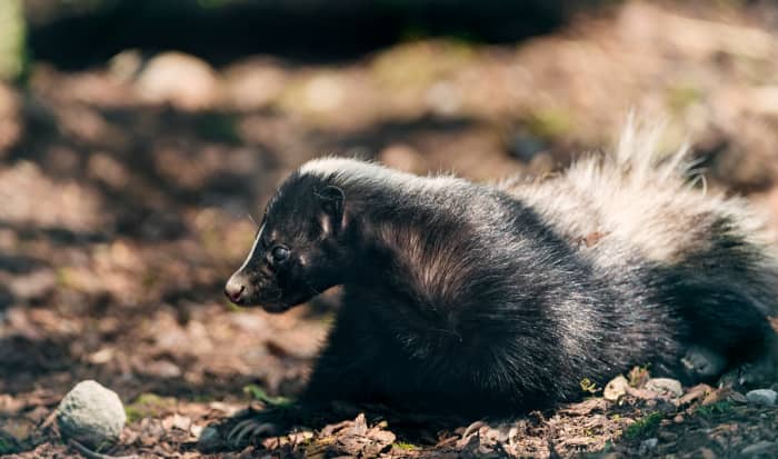 Many native animals are illegal to possess and fall under the jurisdiction of the state’s Department of Agriculture.