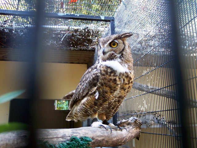 keeping-owls-as-pets-is-it-legal-pethelpful