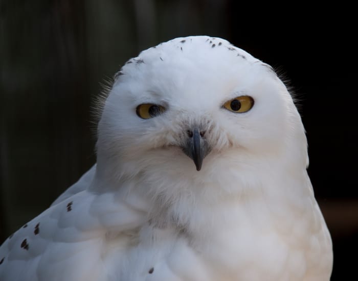In the United States, you cannot own a snowy owl—or any other native owl—as a pet. They are federally protected under the Migratory Bird Treaty Act.