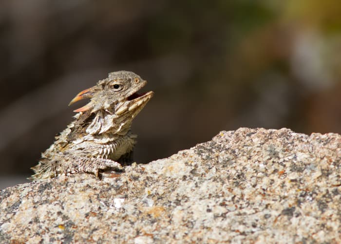 Coast Horned Lizard (Phrynosoma coronatum), California