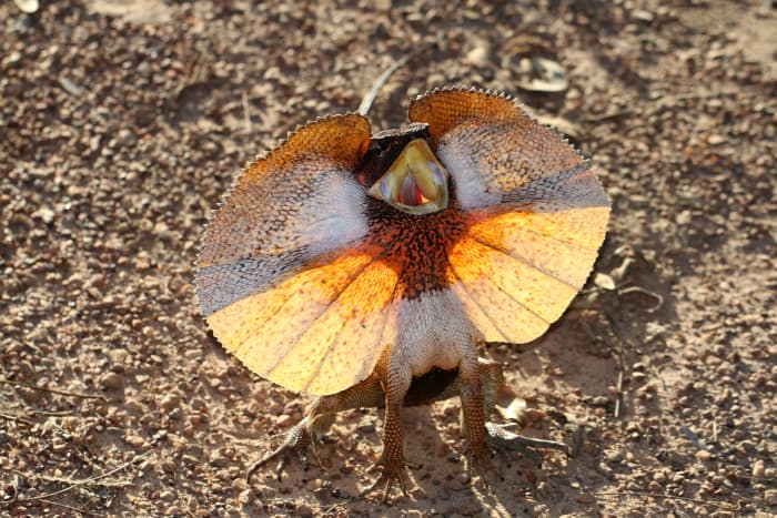 Frilled Dragon in Full Frill!