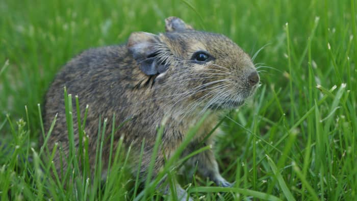 exotic-pets-that-are-inexpensive-or-cheap