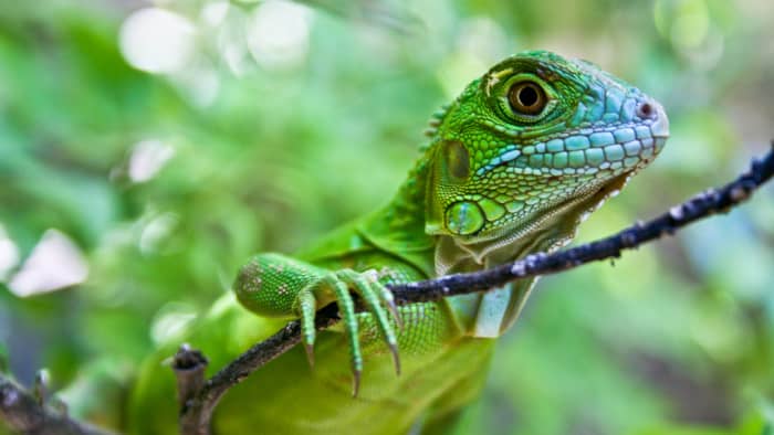exotic-pets-that-are-inexpensive-or-cheap
