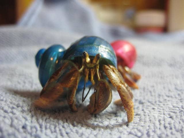 exotic-pets-that-are-inexpensive-or-cheap