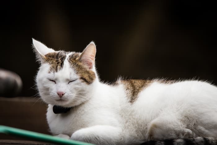 Even though this cat looks like it's sleeping, notice how the ears are turned in different directions. When a cat naps, they are still very much aware of their surroundings.