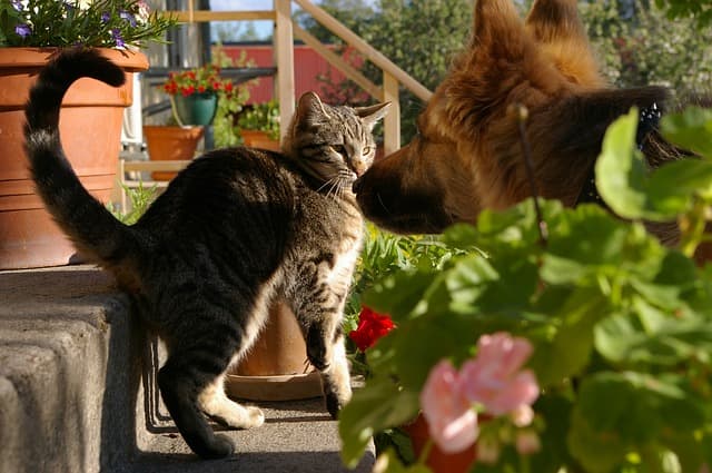 Many, but not all, cats and dogs have story relationships, which helps to explain the saying 'raining cats and dogs'.