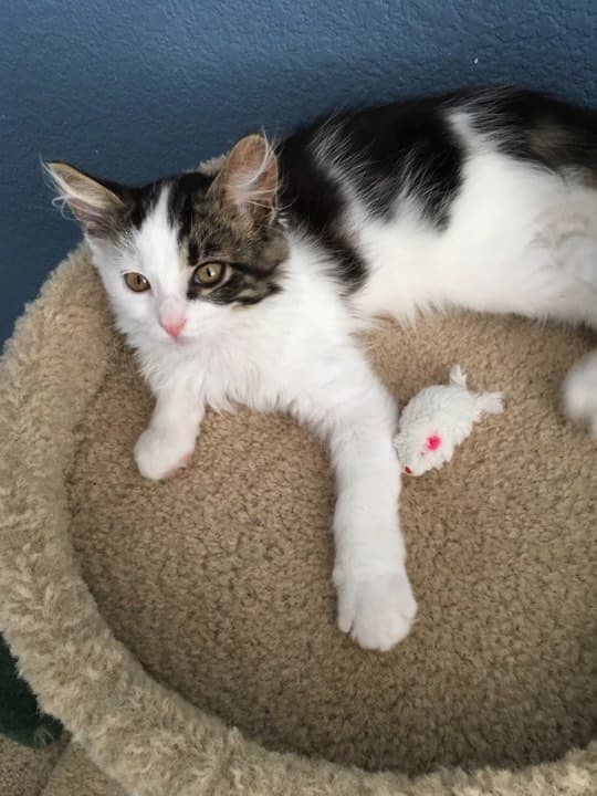 This adorable, sweet kitten—relaxed with his little mouse toy—was being fostered prior to adoption and was put down for testing FIV-positive on the day he was to have his neuter surgery.