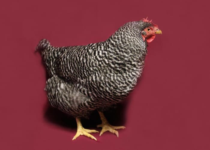 Полосатая курица Плимут-Рок.