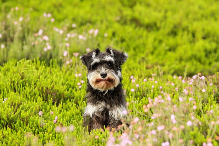 The History And Origins Of The Miniature Schnauzer Pethelpful