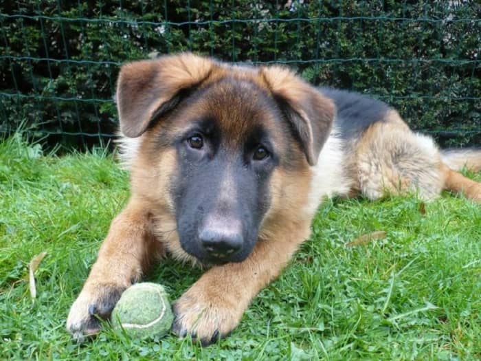 His ears are down! What's wrong?