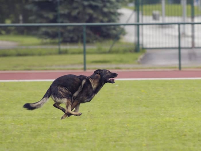German Shepherds require mental stimulation to prevent them from becoming bored and destructive.