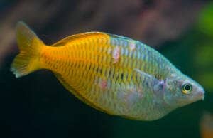 У рыбы отсутствует чешуя, вероятно, из-за агрессии со стороны товарищей по аквариуму.