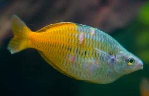 Scales missing from a fish, likely due to aggression from tank mates.