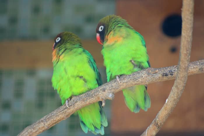 A pair of wild lovebirds;  Image by Gediminas (Picasa Web Albums) [CC BY-SA 3.0 ( via Wikimedia Commons