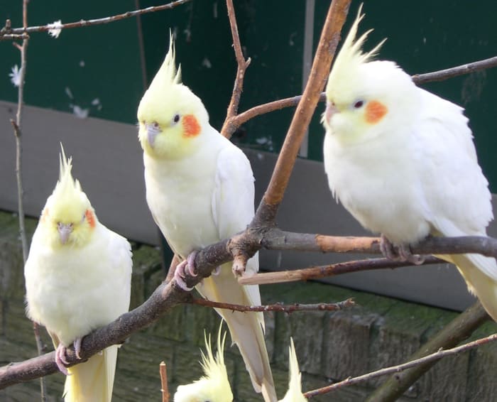 A group of bright yellow cockatoos