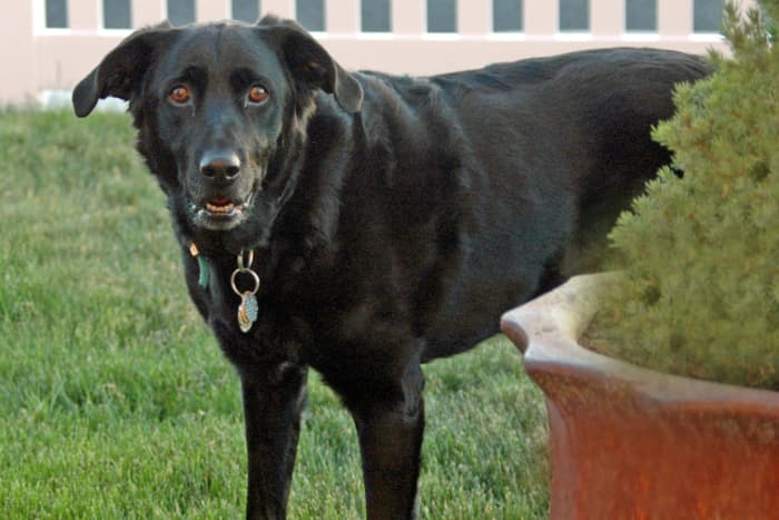 Some of the common symptoms of this disease in canines are thin skin and excessive panting.
