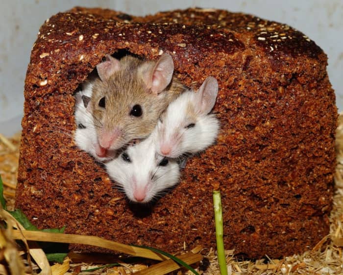 Крысы и мыши любят крупы, макароны и хлеб, но убедитесь, что вы даете им эти лакомства в умеренных количествах.