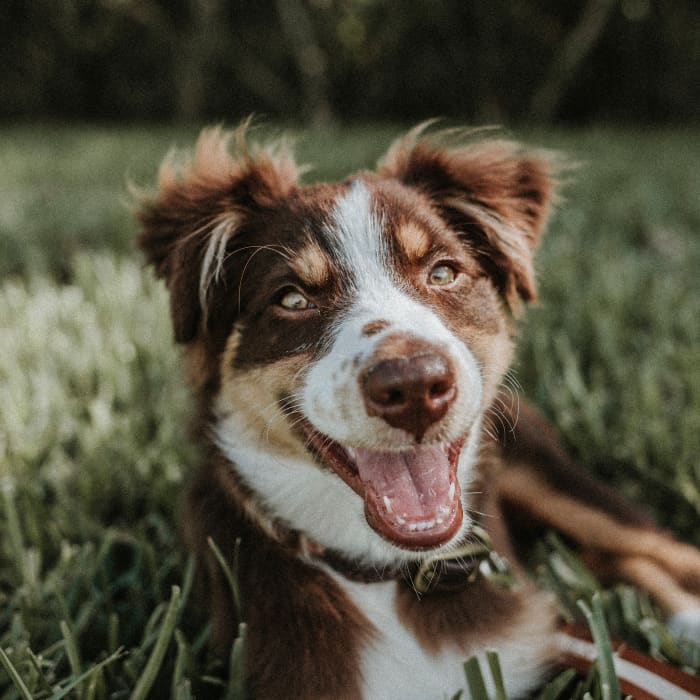 By watching your dog's mouth, you can discover some very clear messages as to what they are actually trying to tell you.