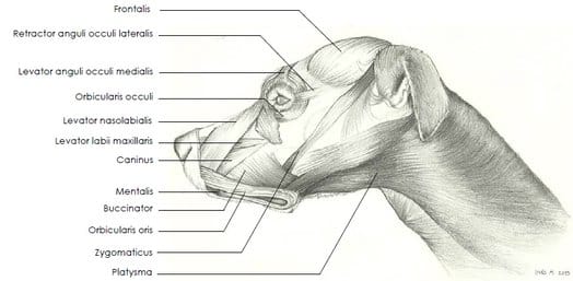 Система кодирования DogFACS