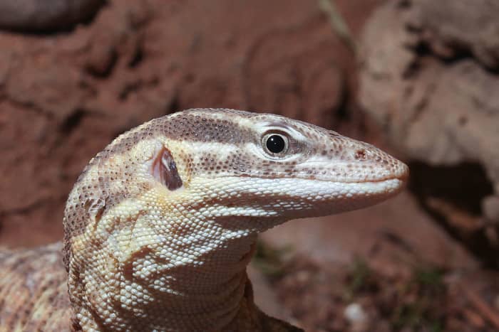 Monitor lizard