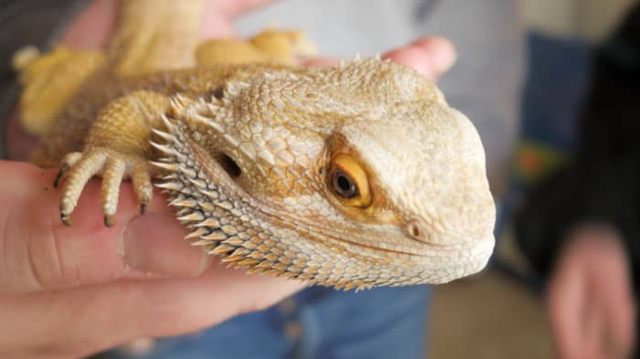 Bearded dragon