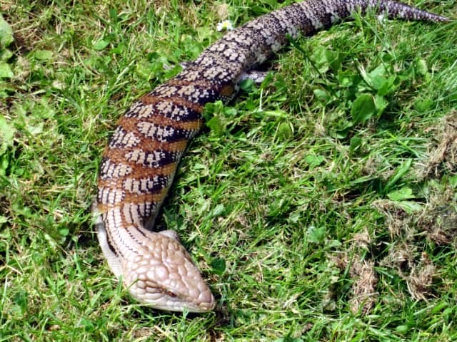 Blue-tongued skink