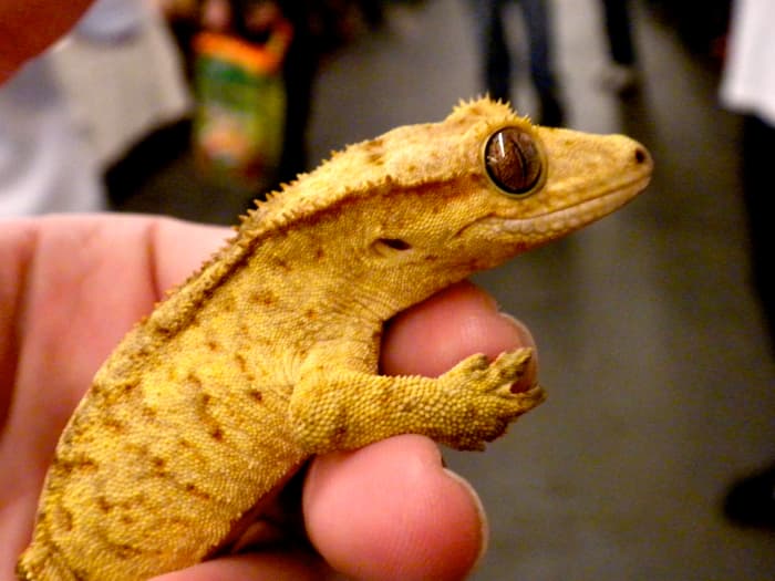 10 Pet Lizards That Don’t Need to Eat Live Food - PetHelpful