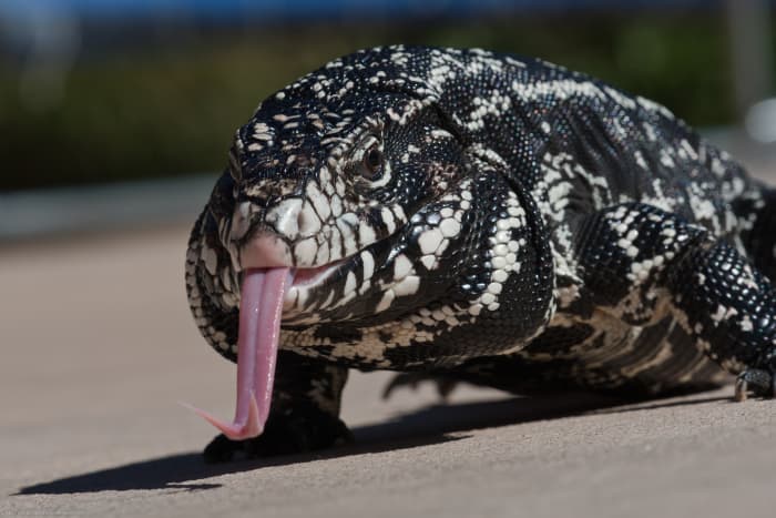 Argentine black and white tegu