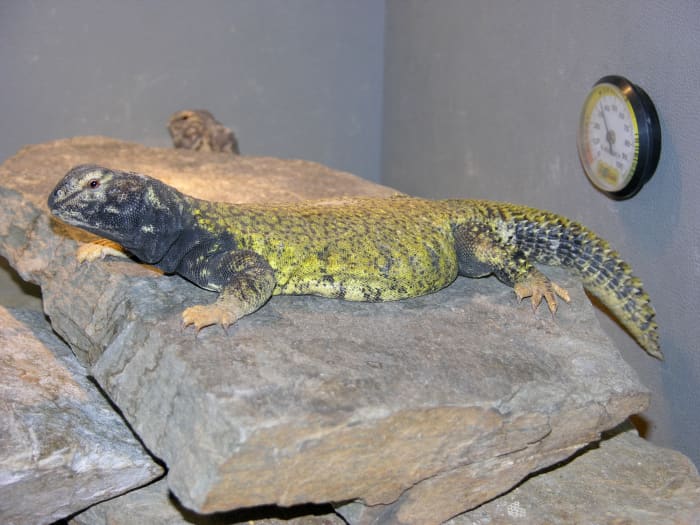 Uromastyx