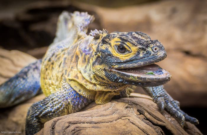 Sailfin dragon