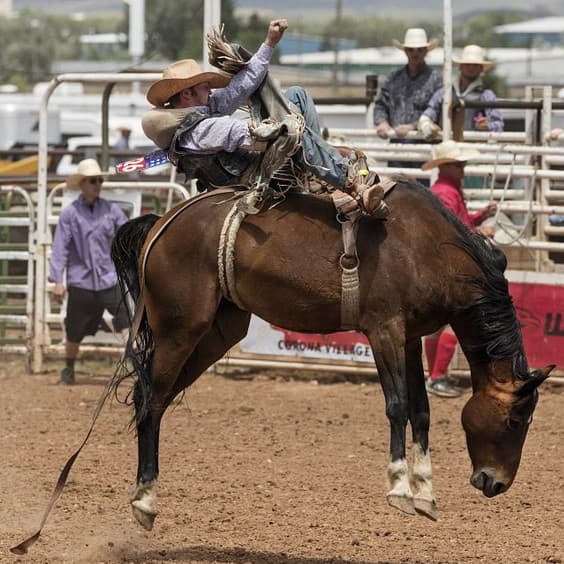 How To Stop A Horse From Bucking - Pethelpful