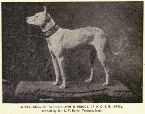 На этом снимке, сделанном в 1891 году, изображена собака по кличке Белый принц.  Ранние физические черты бультерьера уже видны. 