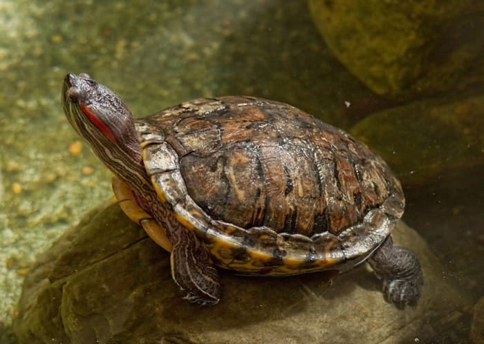 Красноухая черепаха — самая популярная порода домашних черепах в США.