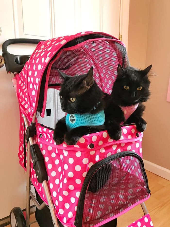 "They see me strollin', they hatin'." Salem and Freyja in their pink polka-dotted stroller.