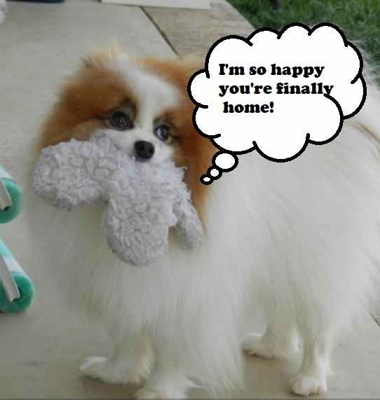 11 Different Types of Dog Barking (With Translations) PetHelpful