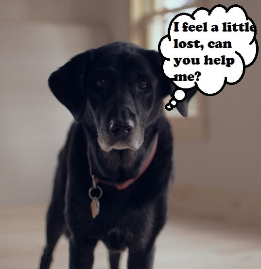 Due to a natural decline in cognitive ability with age, Canine Cognitive Dysfunction Barking often indicates confusion.